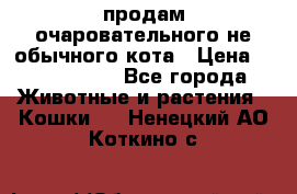 продам очаровательного не обычного кота › Цена ­ 7 000 000 - Все города Животные и растения » Кошки   . Ненецкий АО,Коткино с.